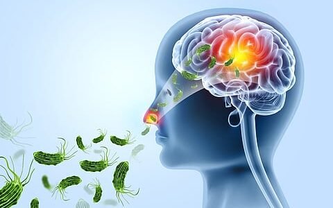 ಶಬರಿಮಲೆ ಯಾತ್ರಿಕರೇ ಎಚ್ಚರವಹಿಸಿ!ಕೇರಳದಲ್ಲಿ ಮಿದುಳು ತಿನ್ನುವ ಅಮೀಬಾ- ಆರೋಗ್ಯ ಸಚಿವಾಲಯದಿಂದ ಸುರಕ್ಷತಾ ಮಾರ್ಗಸೂಚಿ