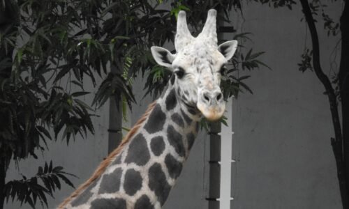 ಮೈಸೂರು ಮೃಗಾಲಯದ ಗಂಡು ಜಿರಾಫೆ “ಯುವರಾಜ” ನಿಧನ