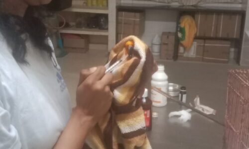 ನೀರಾನೆ ದಾಳಿಯಿಂದ ಪಶುವೈದ್ಯೆ ಸಾವು: ಈಶ್ವರ ಖಂಡ್ರೆ ಸಂತಾಪ