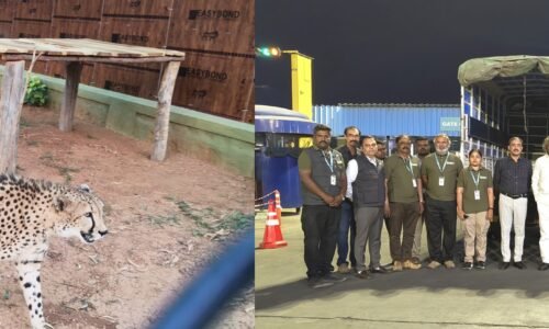 ದಕ್ಷಿಣ ಆಫ್ರಿಕಾದಿಂದ ಬೆಂಗಳೂರಿಗೆ ಬಂದ ಹೊಸ ಅತಿಥಿಗಳು|ವಿಮಾನ ನಿಲ್ದಾಣಕ್ಕೆ ಬಂದ 4 ಚೀತಾ ಬರಮಾಡಿಕೊಂಡ ಈಶ್ವರ ಖಂಡ್ರೆ