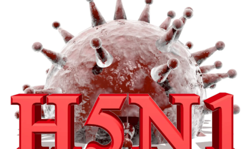 H5N1 ಭಯ ಬೇಡ, ಜಾಗರೂಕತೆ ಮುಖ್ಯ: ದಿನೇಶ್ ಗುಂಡೂರಾವ್